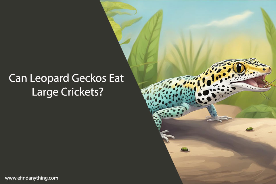 Can Leopard Geckos Eat Large Crickets?