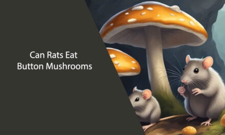 Can Rats Eat Button Mushrooms? A Clear Answer with Expert Knowledge