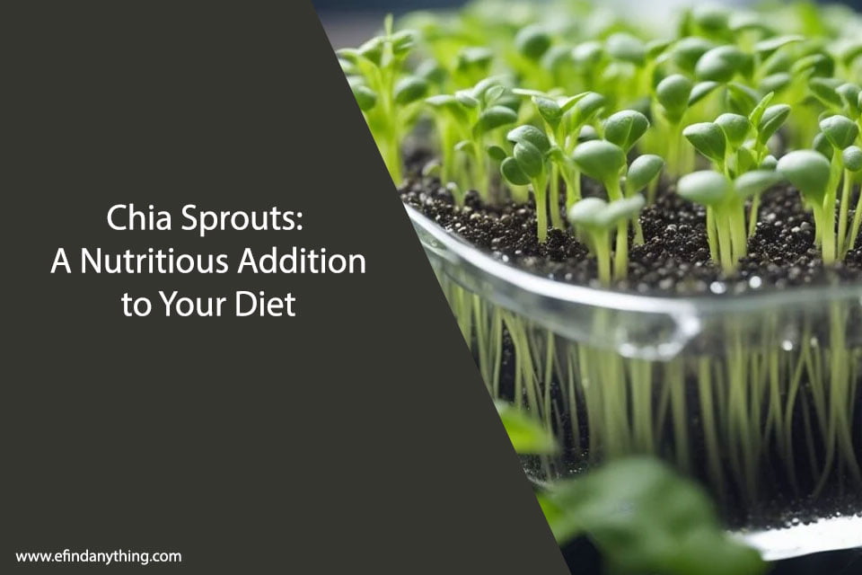 Chia Sprouts: A Nutritious Addition to Your Diet