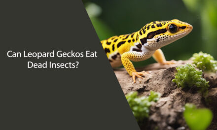 Can Leopard Geckos Eat Dead Insects?