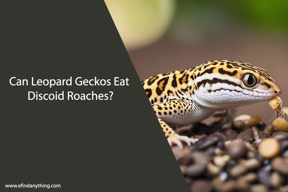 Can Leopard Geckos Eat Discoid Roaches?