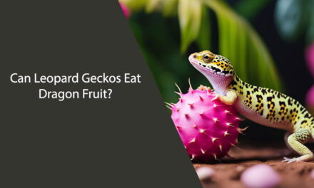 Can Leopard Geckos Eat Dragon Fruit?