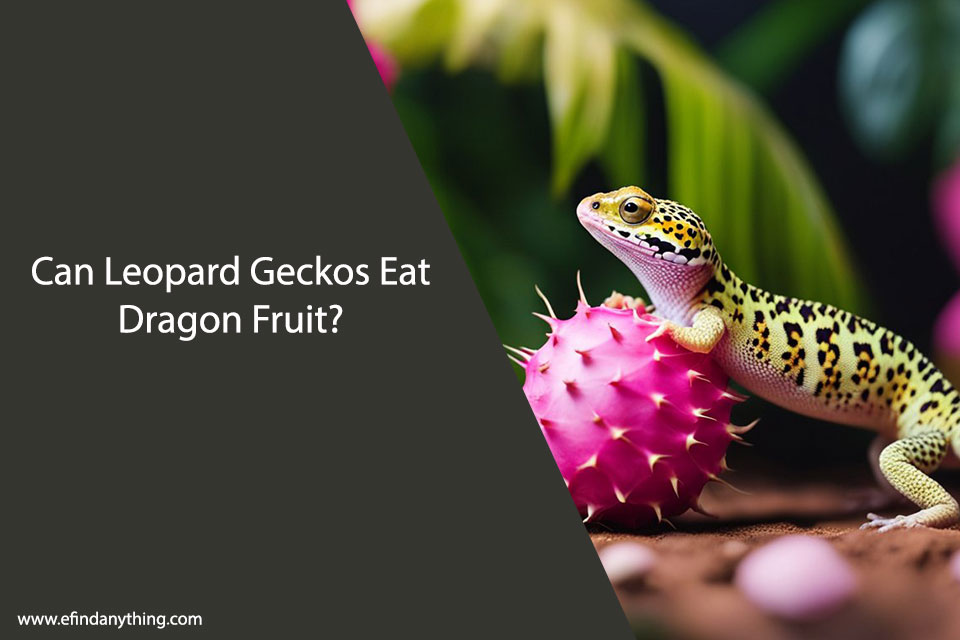 Can Leopard Geckos Eat Dragon Fruit?