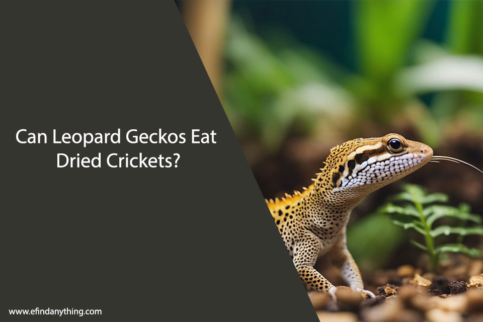 Can Leopard Geckos Eat Dried Crickets?