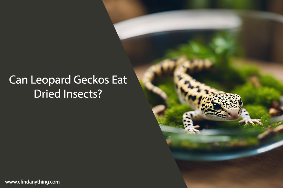 Can Leopard Geckos Eat Dried Insects?