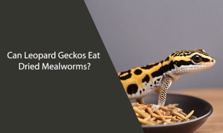 Can Leopard Geckos Eat Dried Mealworms?