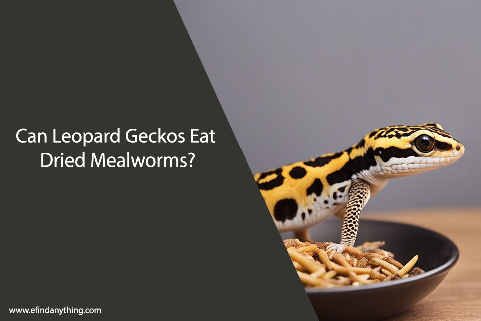 Can Leopard Geckos Eat Dried Mealworms?