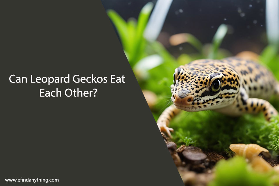 Can Leopard Geckos Eat Each Other? | A Comprehensive Guide