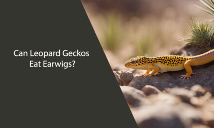 Can Leopard Geckos Eat Earwigs?