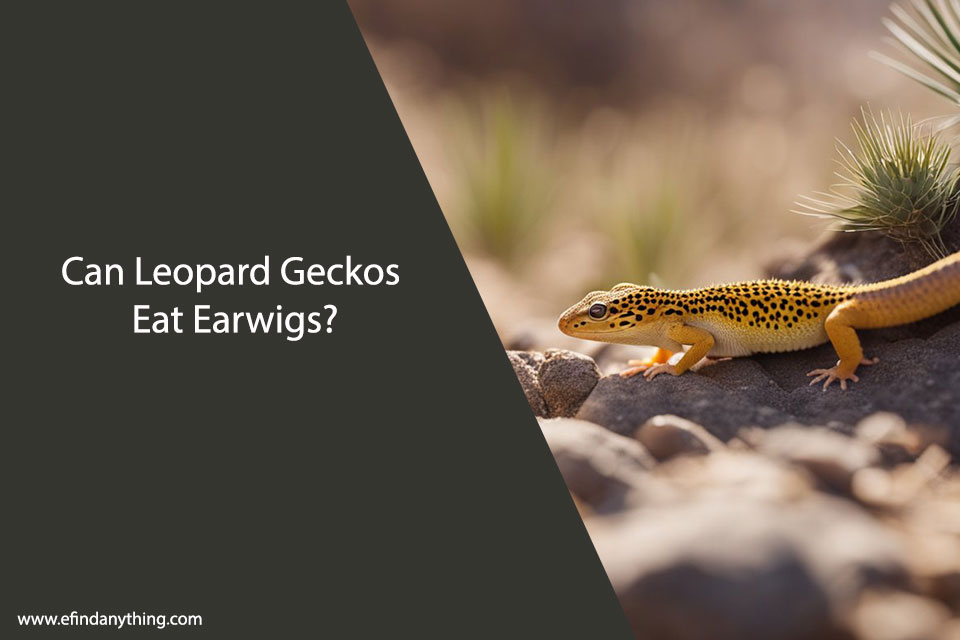 Can Leopard Geckos Eat Earwigs?