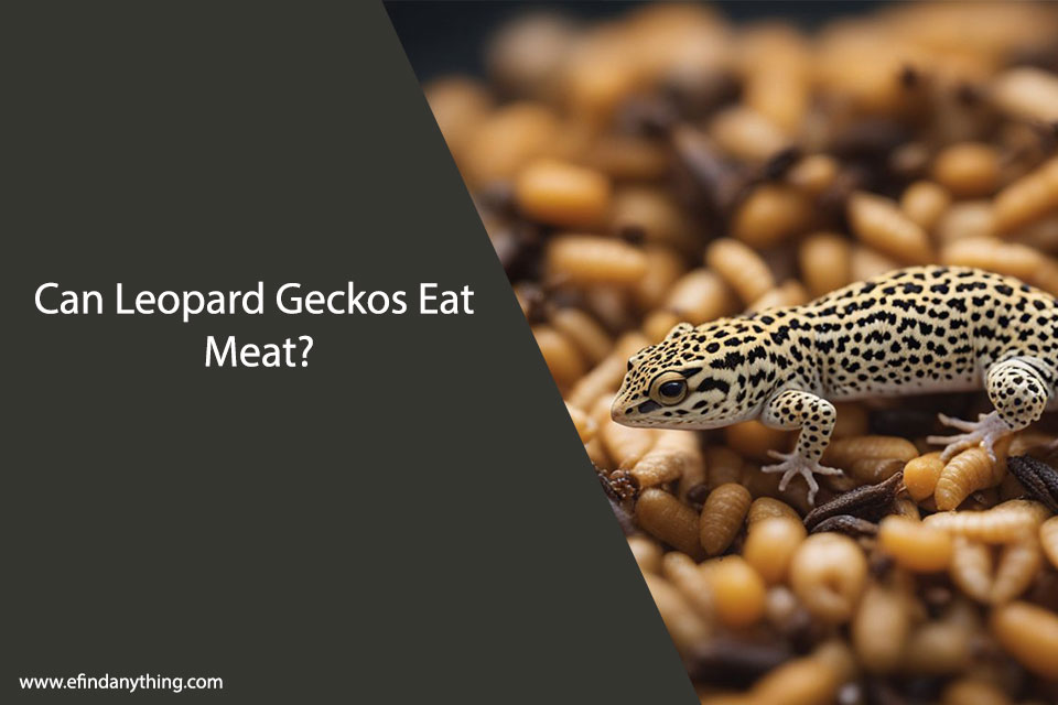 Can Leopard Geckos Eat Meat?