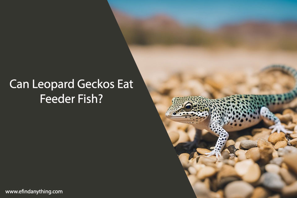 Can Leopard Geckos Eat Feeder Fish?