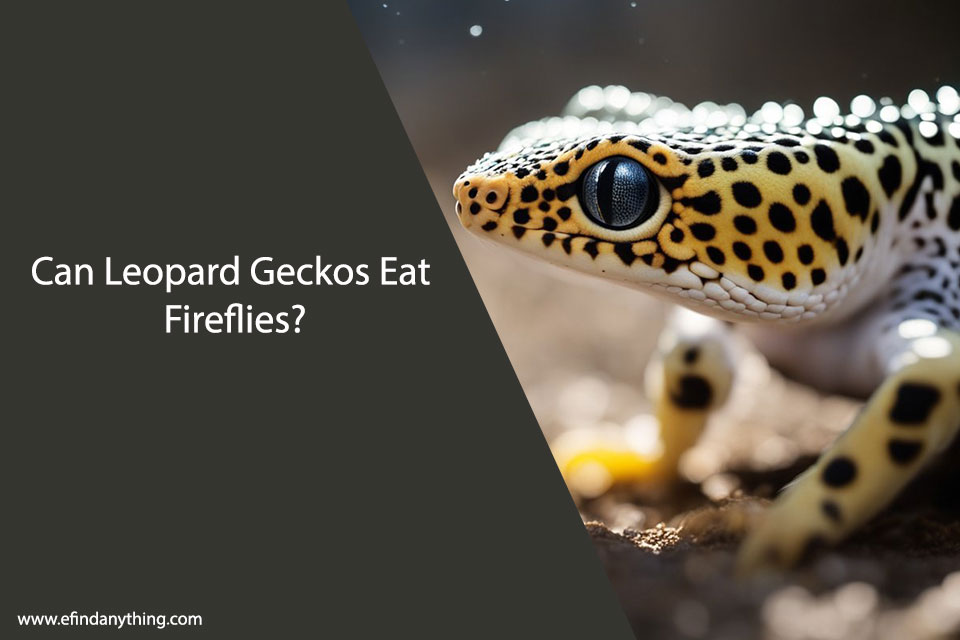 Can Leopard Geckos Eat Fireflies?