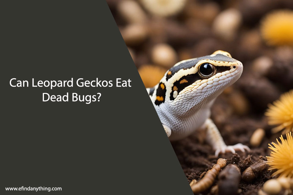 Can Leopard Geckos Eat Dead Bugs?