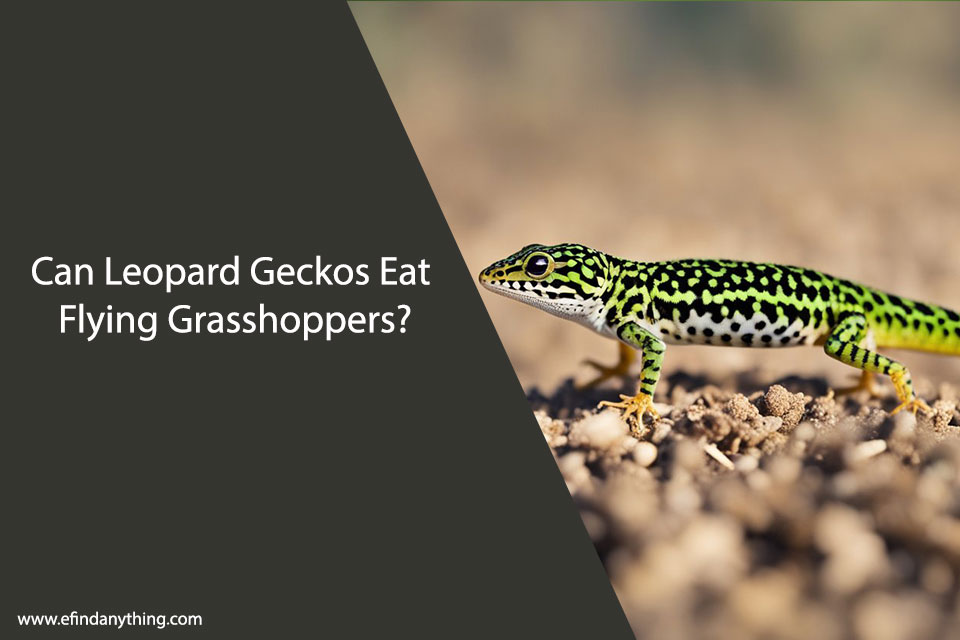 Can Leopard Geckos Eat Flying Grasshoppers?