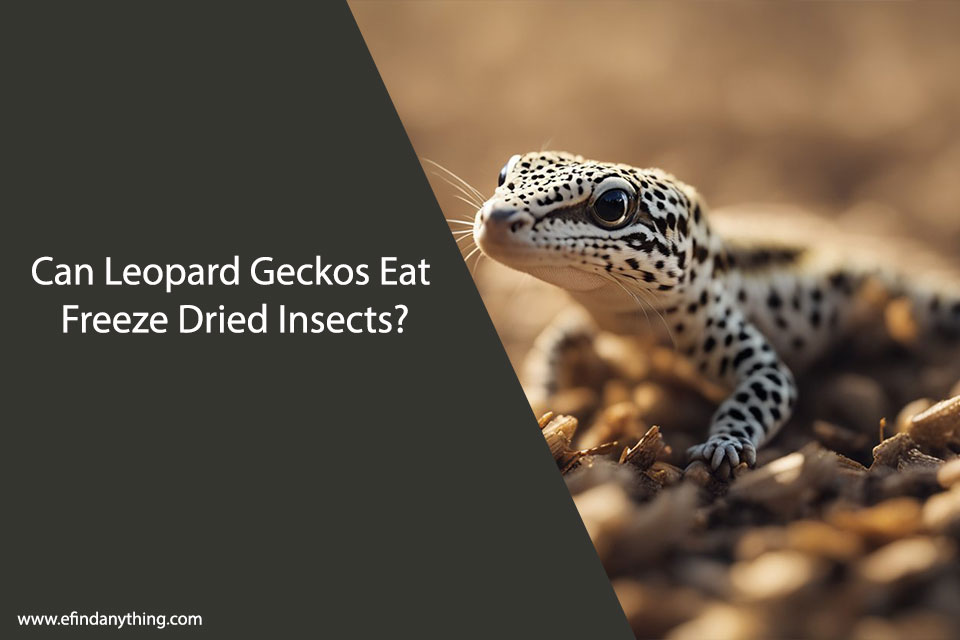 Can Leopard Geckos Eat Freeze Dried Insects?