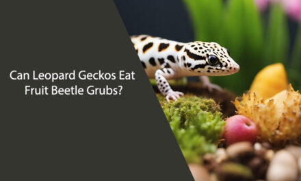 Can Leopard Geckos Eat Fruit Beetle Grubs?