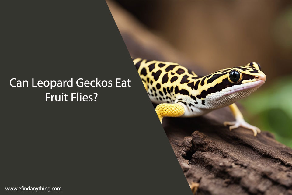 Can Leopard Geckos Eat Fruit Flies?