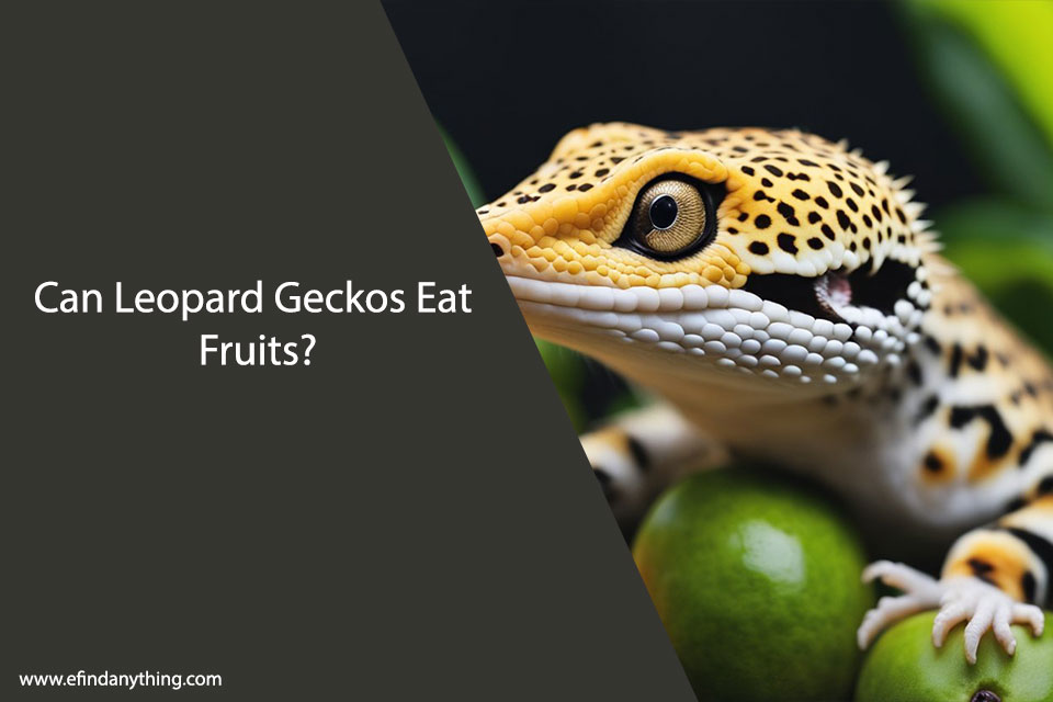 Can Leopard Geckos Eat Fruits?