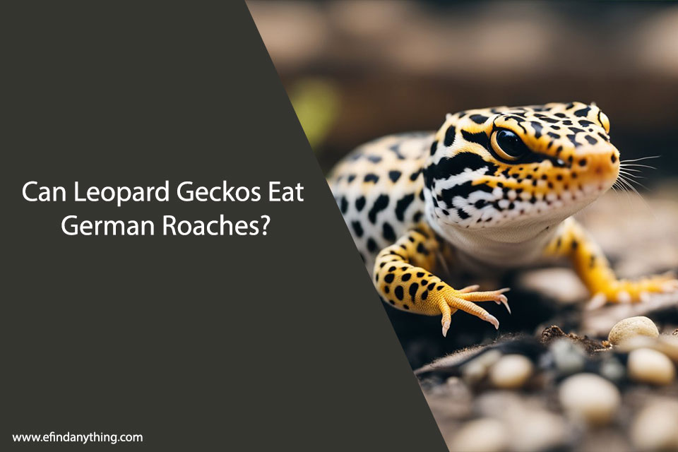 Can Leopard Geckos Eat German Roaches?