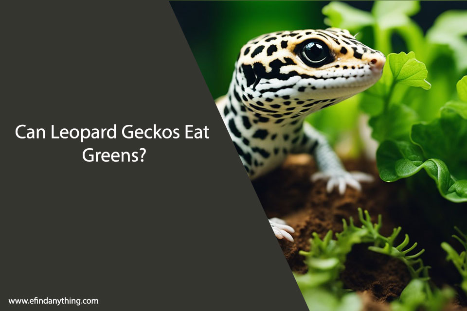 Can Leopard Geckos Eat Greens?