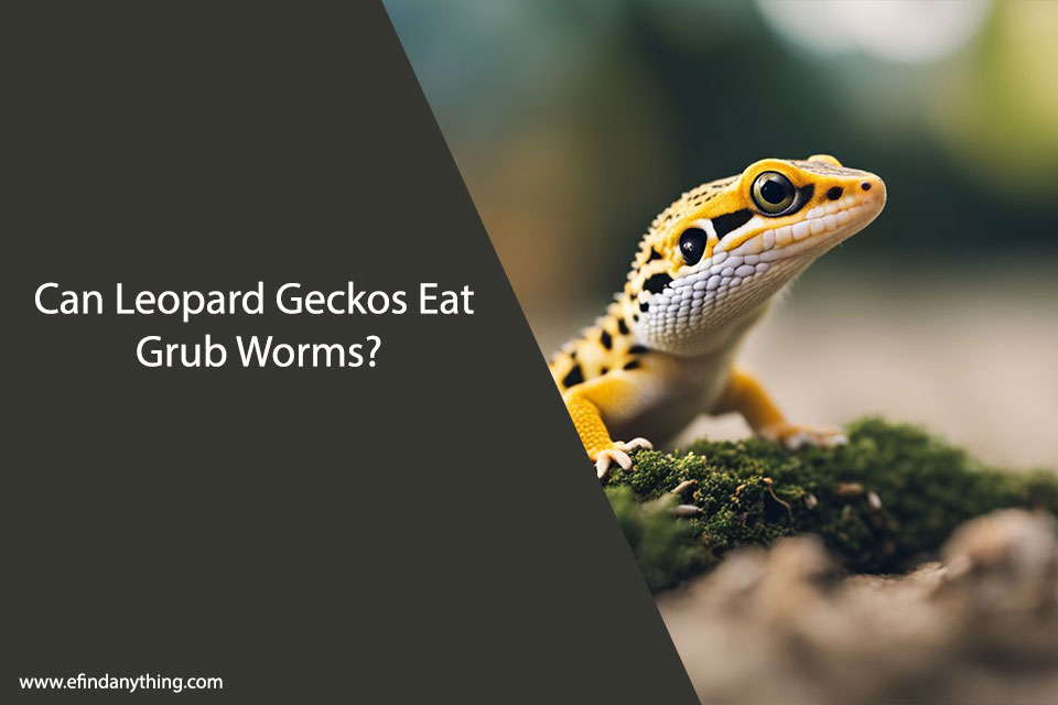 Can Leopard Geckos Eat Grub Worms?