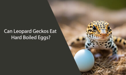 Can Leopard Geckos Eat Hard Boiled Eggs?