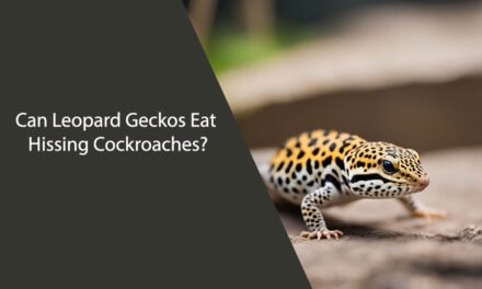 Can Leopard Geckos Eat Hissing Cockroaches?