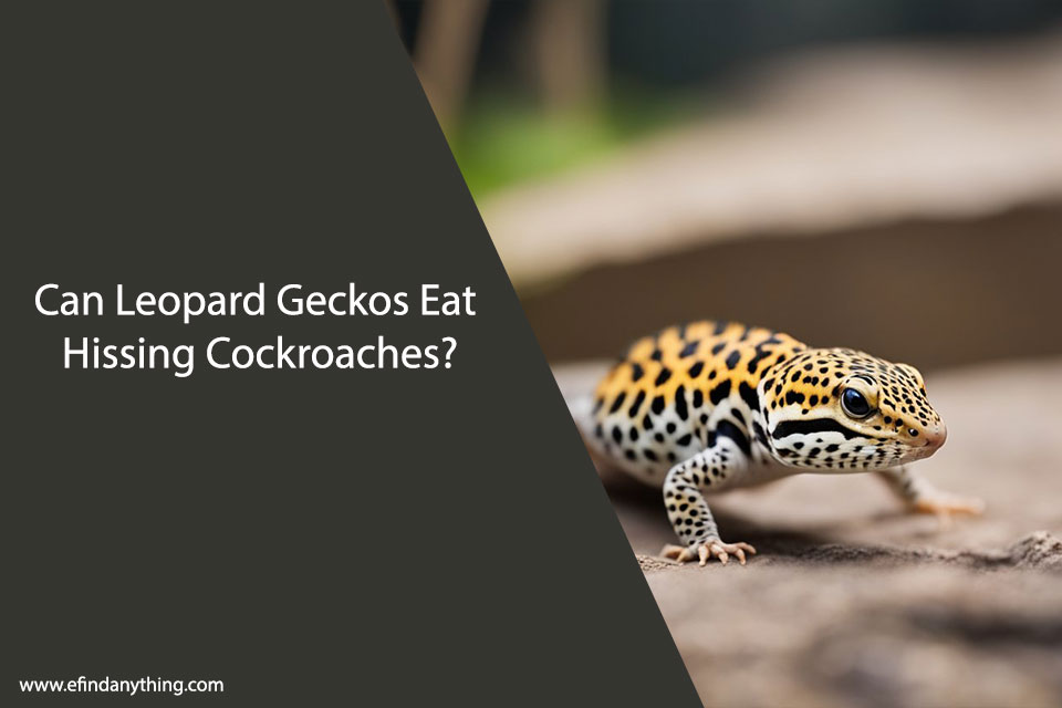 Can Leopard Geckos Eat Hissing Cockroaches?