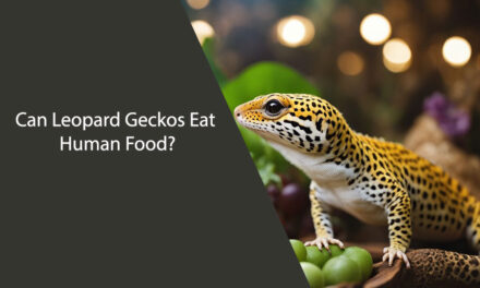 Can Leopard Geckos Eat Human Food?