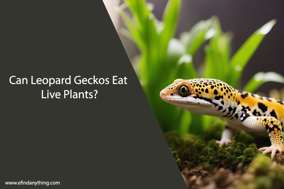 Can Leopard Geckos Eat Live Plants?