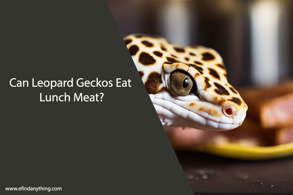 Can Leopard Geckos Eat Lunch Meat?