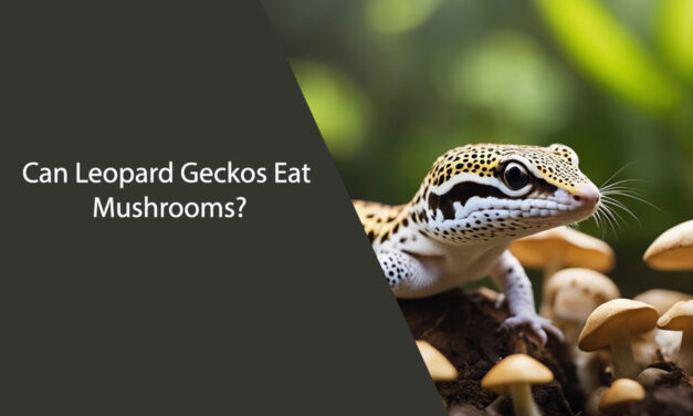 Can Leopard Geckos Eat Mushrooms?