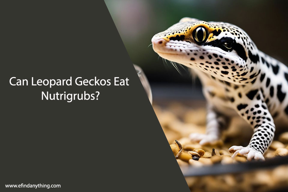 Can Leopard Geckos Eat Nutrigrubs?