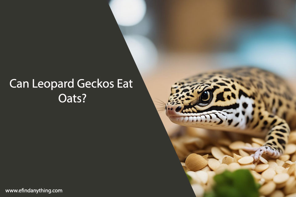 Can Leopard Geckos Eat Oats?