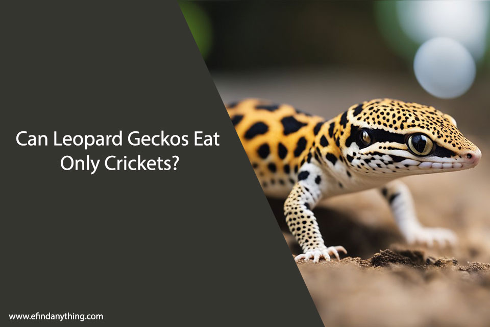 Can Leopard Geckos Eat Only Crickets?