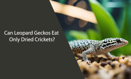 Can Leopard Geckos Eat Only Dried Crickets?