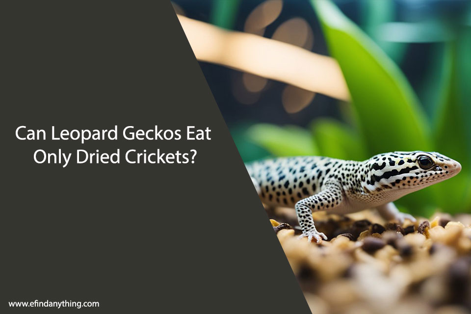 Can Leopard Geckos Eat Only Dried Crickets?