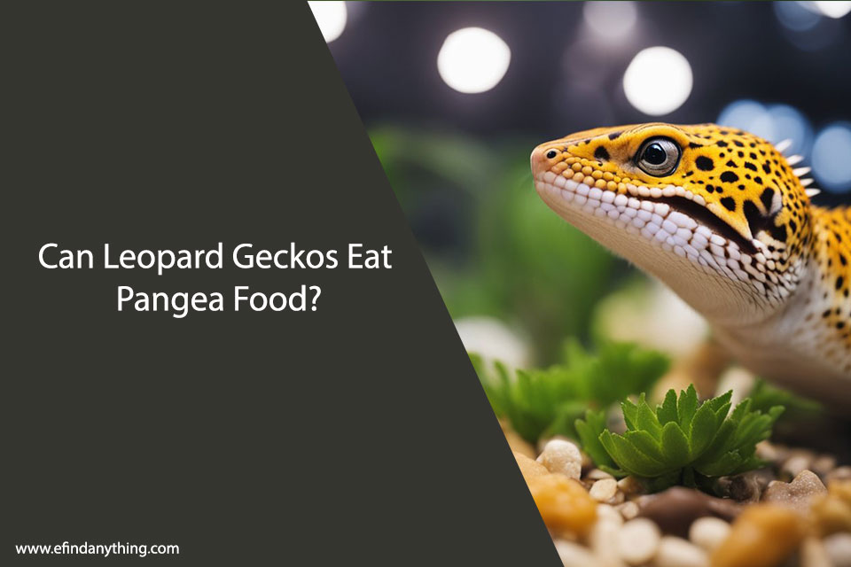 Can Leopard Geckos Eat Pangea Food?