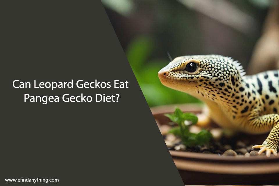 Can Leopard Geckos Eat Pangea Gecko Diet?