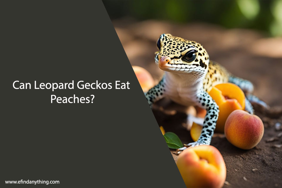 Can Leopard Geckos Eat Peaches?