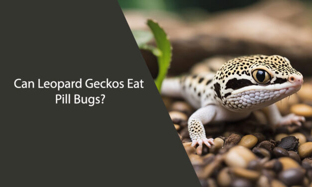 Can Leopard Geckos Eat Pill Bugs?