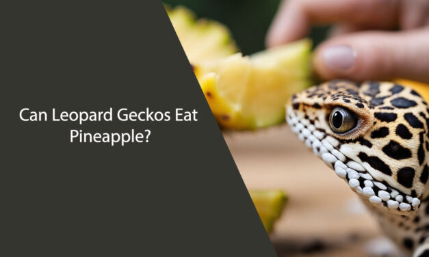 Can Leopard Geckos Eat Pineapple?