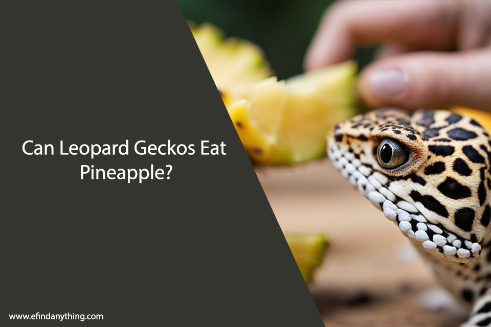 Can Leopard Geckos Eat Pineapple?