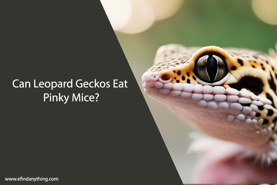 Can Leopard Geckos Eat Pinky Mice?