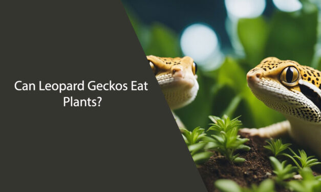 Can Leopard Geckos Eat Plants?