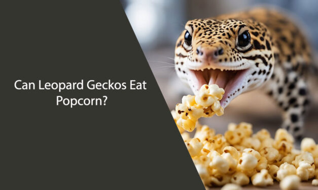 Can Leopard Geckos Eat Popcorn?