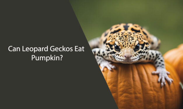 Can Leopard Geckos Eat Pumpkin?