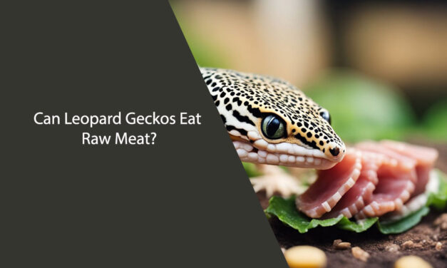 Can Leopard Geckos Eat Raw Meat?