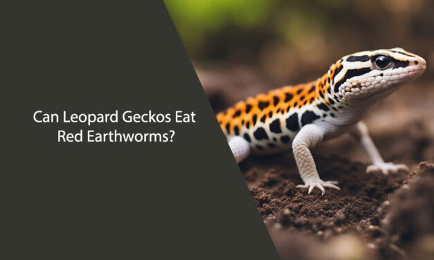 Can Leopard Geckos Eat Red Earthworms?